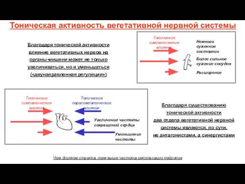 Тоническая активность вегетативной нервной системы Благодаря тонической активности влияние вегетативных нервов