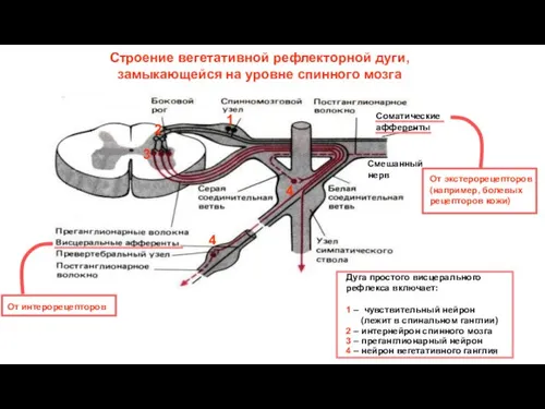 Строение вегетативной рефлекторной дуги, замыкающейся на уровне спинного мозга