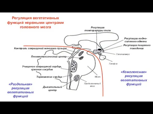 Регуляция вегетативных функций нервными центрами головного мозга Продолговатый мозг Мост Гипофиз