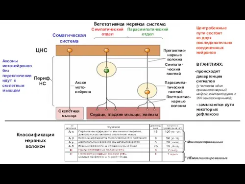 Аксоны мотонейронов без переключения идут к скелетным мышцам Скелетная мышца Сердце,