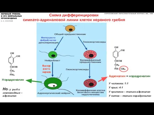 Схема дифференцировки симпато-адреналовой линии клеток нервного гребня