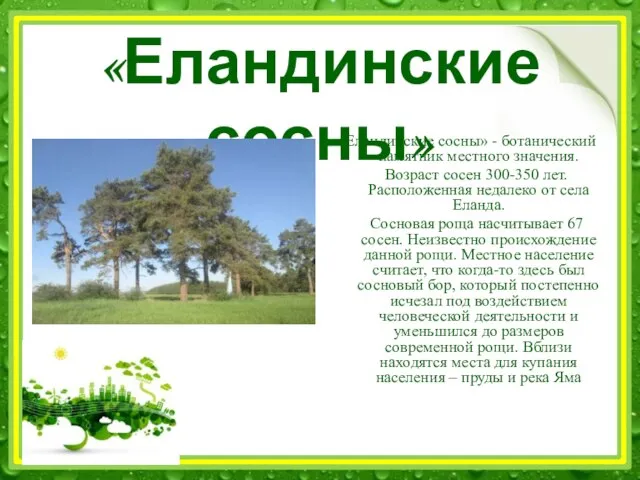 «Еландинские сосны» «Еландинские сосны» - ботанический памятник местного значения. Возраст сосен