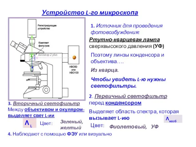 Устройство L-го микроскопа 1. Источник для проведения фотовозбуждения: Ртутно-кварцевая лампа сверхвысокого