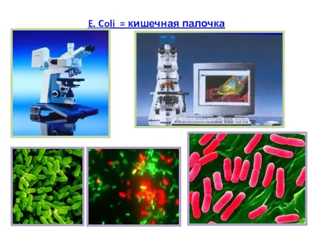 E. Coli = кишечная палочка