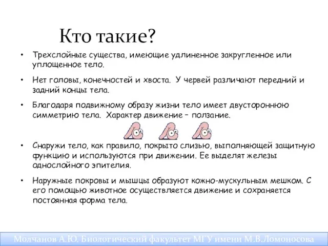 Трехслойные существа, имеющие удлиненное закругленное или уплощенное тело. Нет головы, конечностей