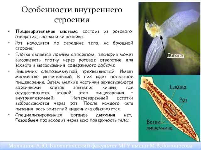 Пищеварительная система состоит из ротового отверстия, глотки и кишечника; Рот находится