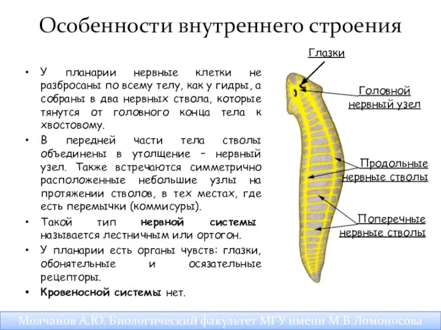 Особенности внутреннего строения У планарии нервные клетки не разбросаны по всему