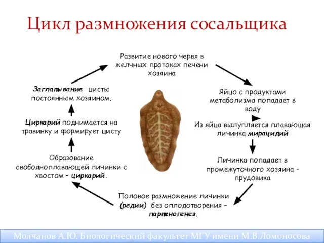 Развитие нового червя в желчных протоках печени хозяина Половое размножение личинки