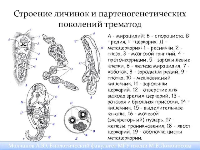 Строение личинок и партеногенетических поколений трематод А - мирацидий; Б -