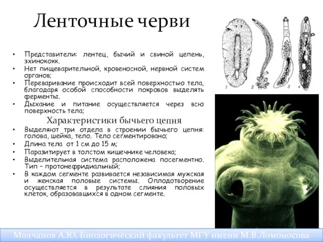 Ленточные черви Представители: лентец, бычий и свиной цепень, эхинококк. Нет пищеварительной,