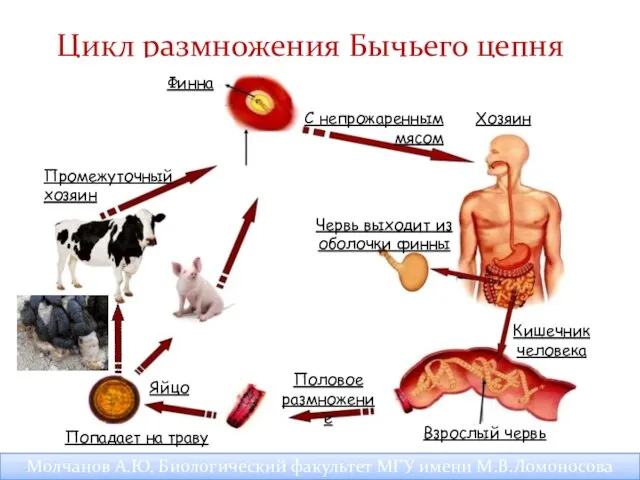 Молчанов А.Ю. Биологический факультет МГУ имени М.В.Ломоносова Цикл размножения Бычьего цепня