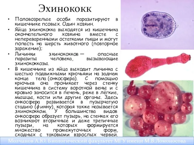Эхинококк Половозрелые особи паразитируют в кишечнике псовых. Один хозяин. Яйца эхинококка