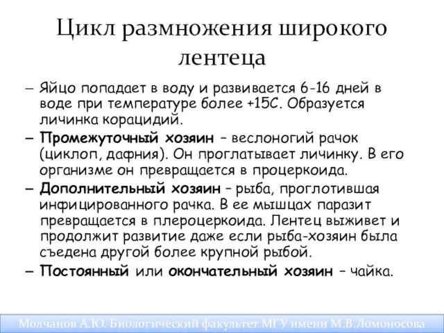 Цикл размножения широкого лентеца Яйцо попадает в воду и развивается 6-16