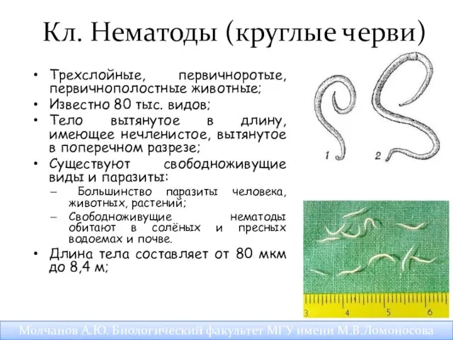 Кл. Нематоды (круглые черви) Трехслойные, первичноротые, первичнополостные животные; Известно 80 тыс.