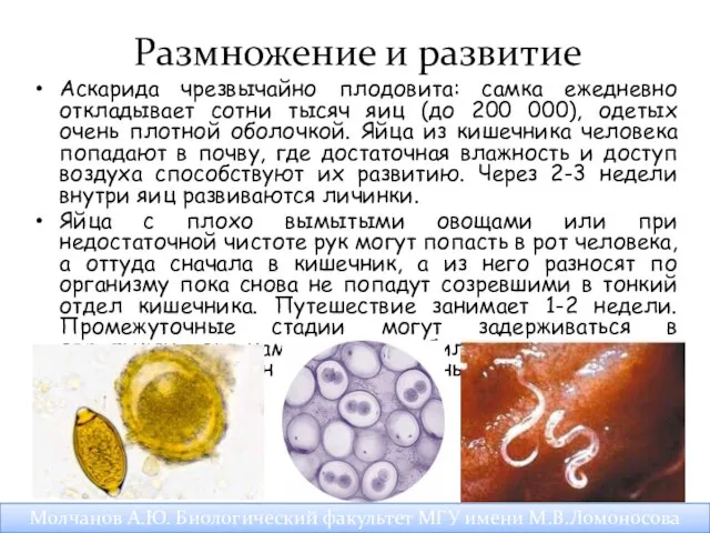 Размножение и развитие Аскарида чрезвычайно плодовита: самка ежедневно откладывает сотни тысяч