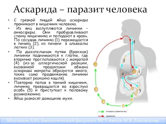 Аскарида – паразит человека С грязной пищей яйца аскариды проникают в