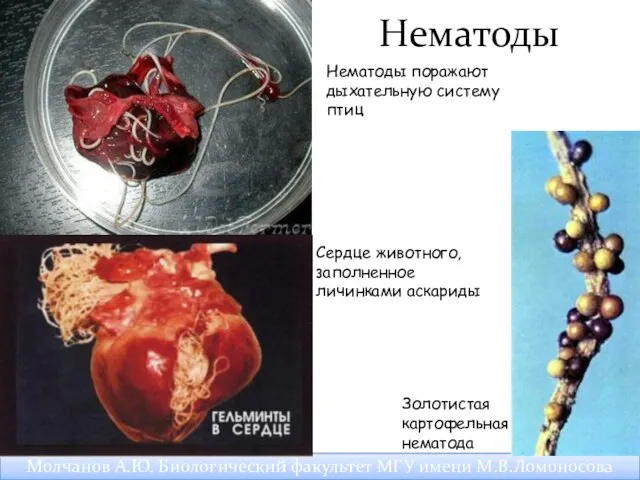 Нематоды Нематоды поражают дыхательную систему птиц Молчанов А.Ю. Биологический факультет МГУ