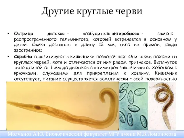 Другие круглые черви Острица детская - возбудитель энтеробиоза - самого распространенного
