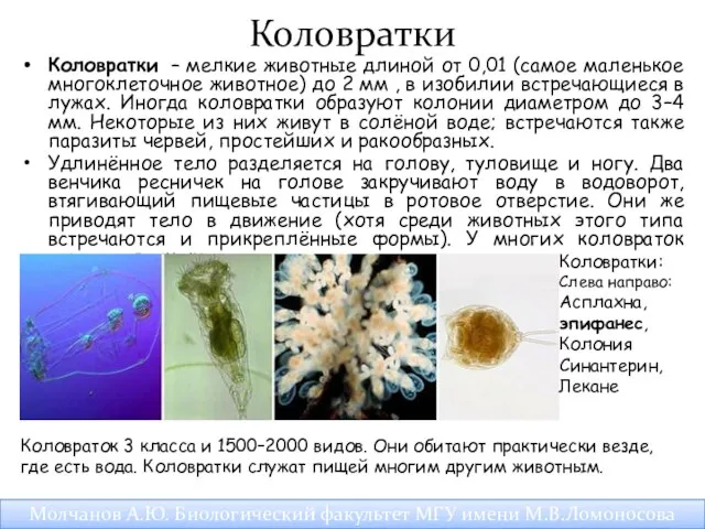 Коловратки Коловратки – мелкие животные длиной от 0,01 (самое маленькое многоклеточное