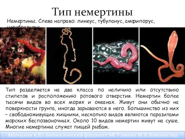 Немертины. Слева направо: линеус, тубуланус, амфипорус, церебратулус. Тип разделяется на два