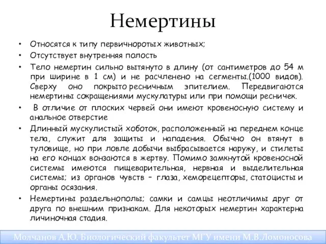 Немертины Относятся к типу первичноротых животных; Отсутствует внутренняя полость Тело немертин