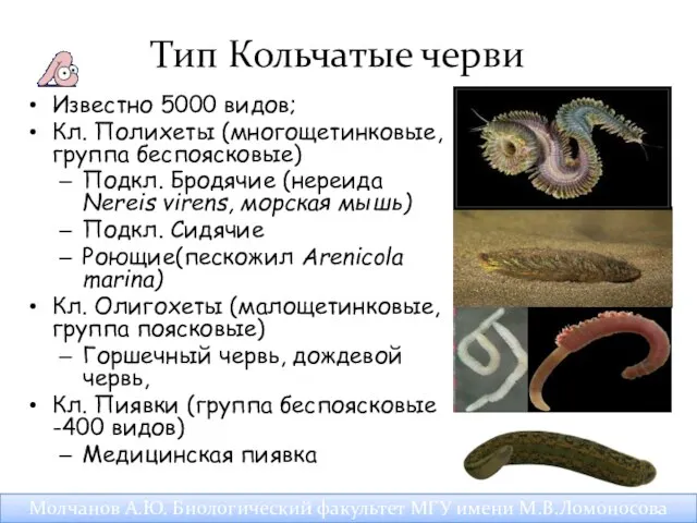 Тип Кольчатые черви Известно 5000 видов; Кл. Полихеты (многощетинковые, группа беспоясковые)