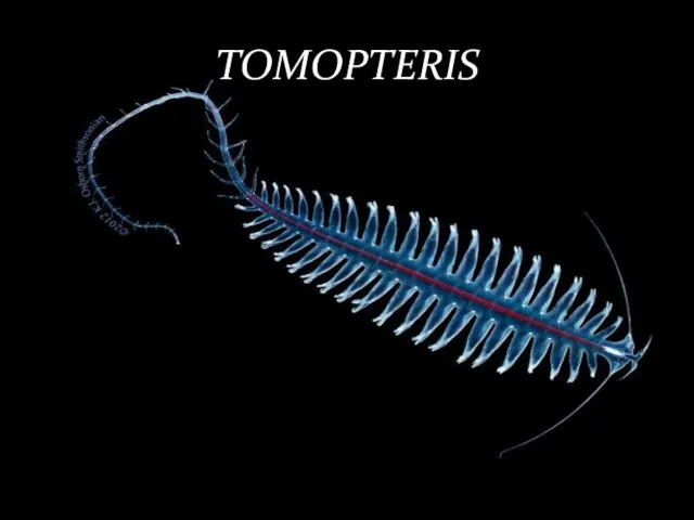 TOMOPTERIS