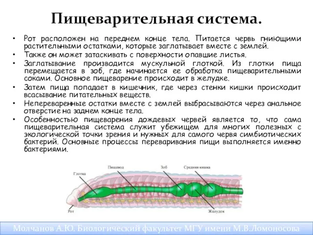 Пищеварительная система. Рот расположен на переднем конце тела. Питается червь гниющими