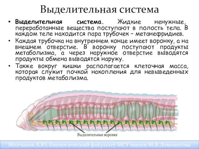 Выделительная система Выделительная система. Жидкие ненужные, переработанные вещества поступают в полость