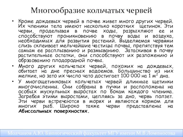 Многообразие кольчатых червей Кроме дождевых червей в почве живет много других