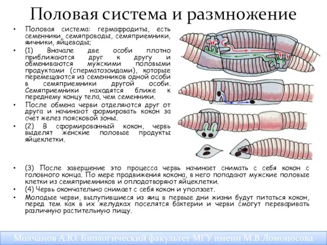 Половая система и размножение Половая система: гермафродиты, есть семенники, семяпроводы, семяприемники,