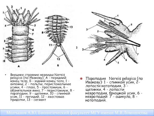 Внешнее строение нереиды Nereis pelagica (по Иванову): A - передний конец