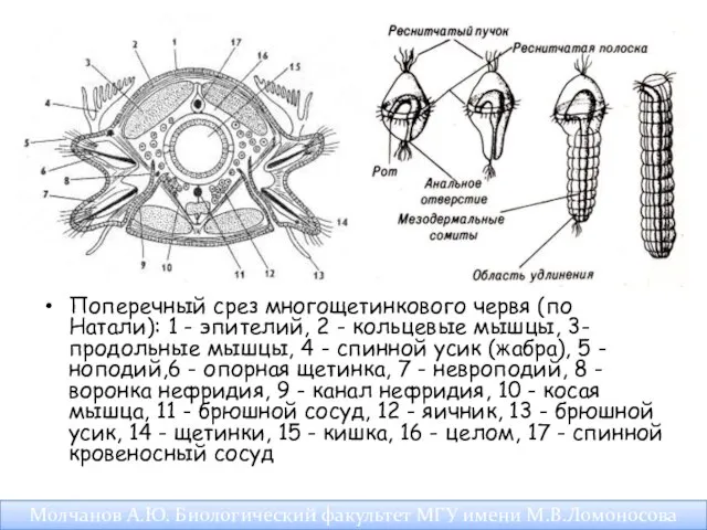 Поперечный срез многощетинкового червя (по Натали): 1 - эпителий, 2 -