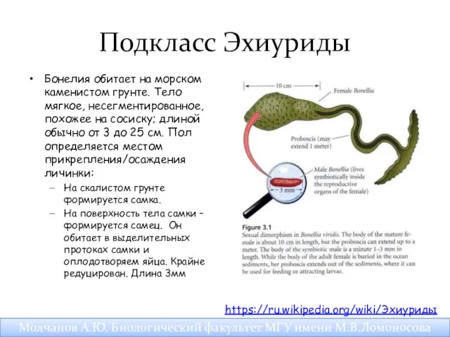 Подкласс Эхиуриды Бонелия обитает на морском каменистом грунте. Тело мягкое, несегментированное,