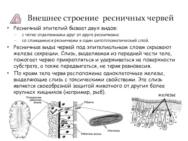 Ресничный эпителий бывает двух видов: с четко отделенными друг от друга