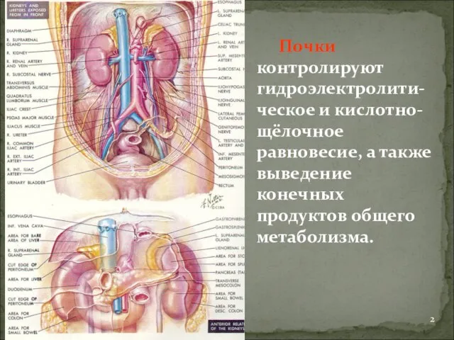 Почки контролируют гидроэлектролити-ческое и кислотно-щёлочное равновесие, а также выведение конечных продуктов общего метаболизма.