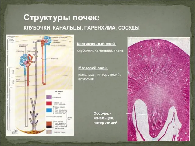 Кортикальный слой: клубочки, канальцы, ткань Мозговой слой: канальцы, интерстиций, клубочки Сосочек