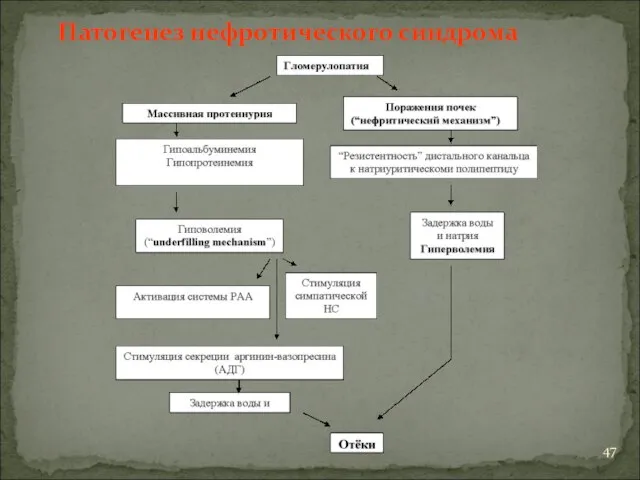 Патогенез нефротического синдрома