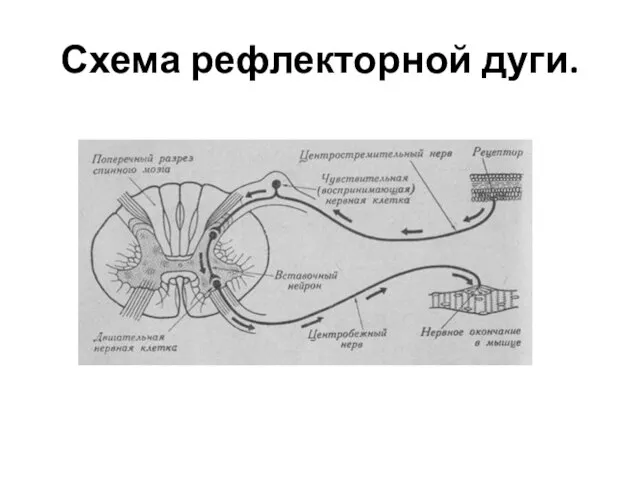 Схема рефлекторной дуги.