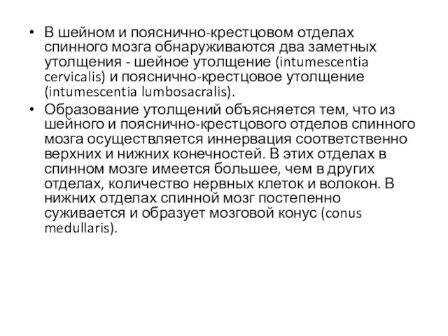 В шейном и пояснично-крестцовом отделах спинного мозга обнаруживаются два заметных утолщения