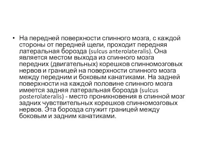 На передней поверхности спинного мозга, с каждой стороны от передней щели,