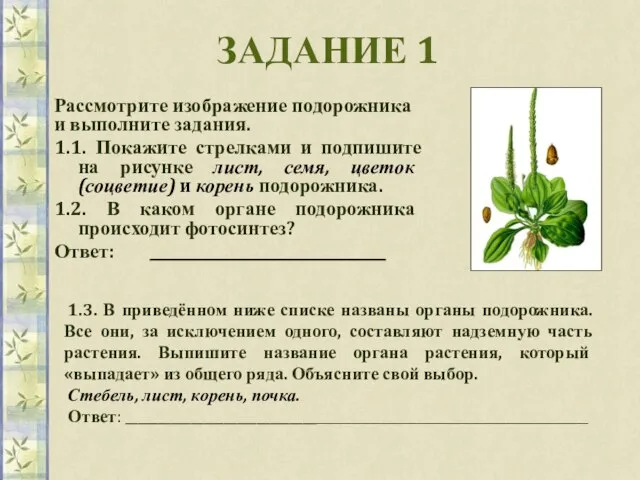 ЗАДАНИЕ 1 Рассмотрите изображение подорожника и выполните задания. 1.1. Покажите стрелками