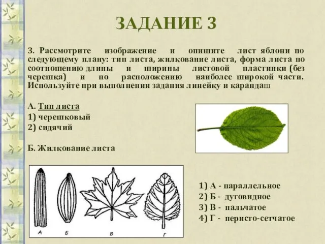 ЗАДАНИЕ 3 3. Рассмотрите изображение и опишите лист яблони по следующему