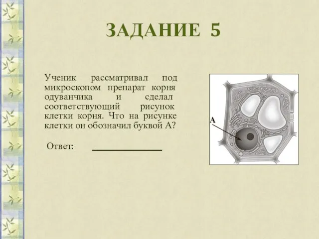 ЗАДАНИЕ 5 Ученик рассматривал под микроскопом препарат корня одуванчика и сделал