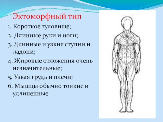 Эктоморфный тип 1. Короткое туловище; 2. Длинные руки и ноги; 3.