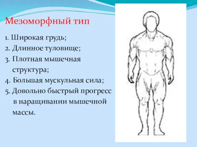 Мезоморфный тип 1. Широкая грудь; 2. Длинное туловище; 3. Плотная мышечная