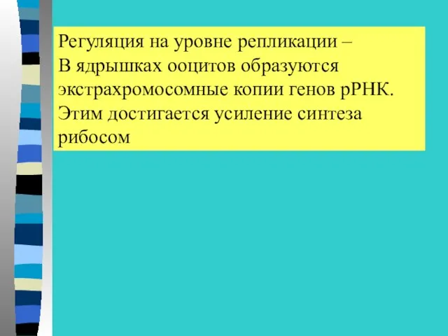 Регуляция на уровне репликации – В ядрышках ооцитов образуются экстрахромосомные копии