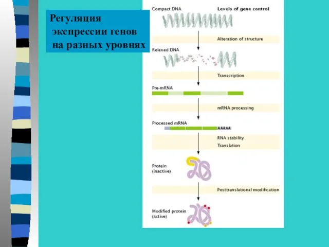 Регуляция экспрессии генов на разных уровнях