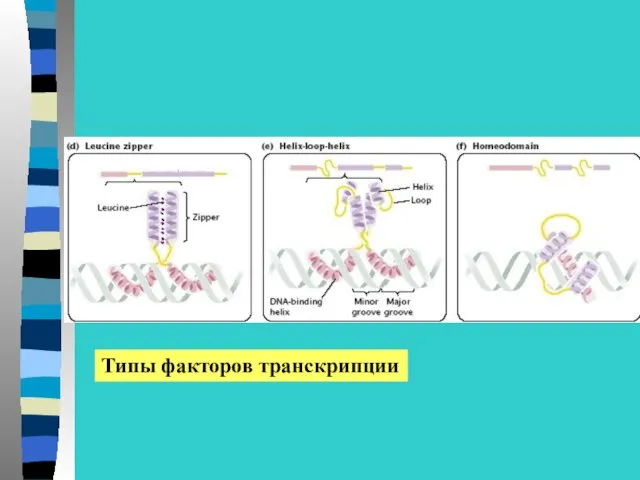 Типы факторов транскрипции