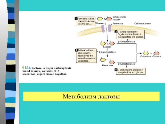 Метаболизм лактозы